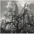 Colin Stetson Never Were The Way She Was LP CANADA 67PLPNE867555
