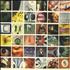 Pearl Jam No Code CD album US PJACDNO545927