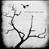 The Airborne Toxic Event The Airborne Toxic Event CD album UK EVXCDTH459410