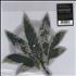 Thurston Moore Hashish - RSD2020 shaped picture disc UK TN8SHHA772003
