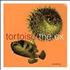 Tortoise In A Fishtank vinyl LP UK ISELPIN410869