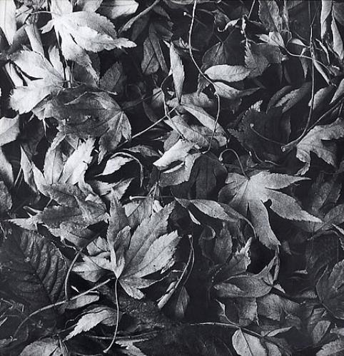 Bark Psychosis All Different Things 12" vinyl single (12 inch record / Maxi-single) UK BCJ12AL306741