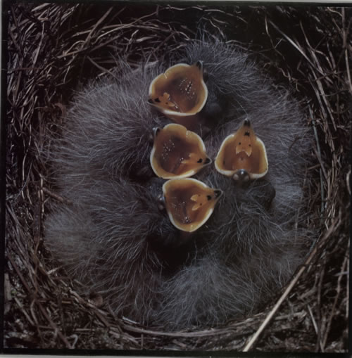 Bleach Eclipse EP 12" vinyl single (12 inch record / Maxi-single) UK BLH12EC316236