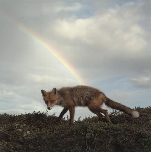 Buck Meek Buck Meek - Green Vinyl vinyl LP album (LP record) US 91NLPBU874316