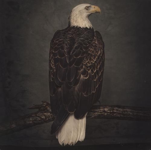 Clutch Book Of Bad Decisions 2-LP vinyl record set (Double LP Album) US C282LBO758489