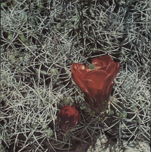 Eagles Eagles + inner vinyl LP album (LP record) UK EAGLPEA313967