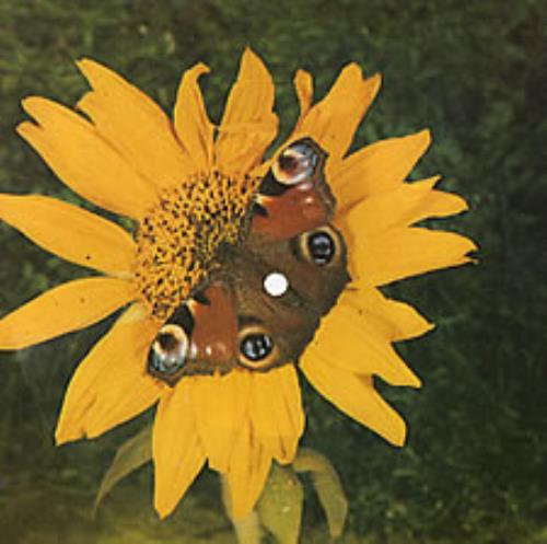 Edwin Starr Contact 7" vinyl single (7 inch record / 45) Polish EDS07CO272864