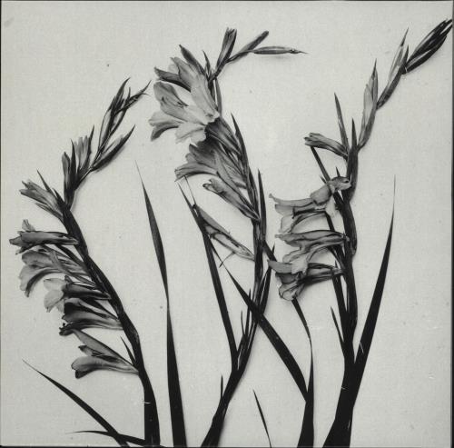 Isorinne No Strength Of Sun EP 12" vinyl single (12 inch record / Maxi-single) Italian 0SP12NO735376