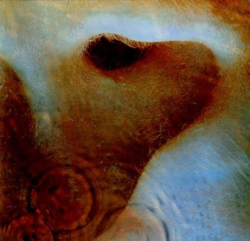 Pink Floyd Meddle vinyl LP album (LP record) Korean PINLPME350051