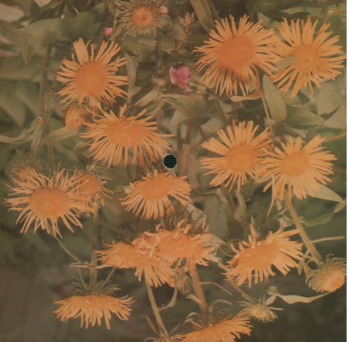 Rod Stewart Do Ya Think I'm Sexy - Picture Envelope 7" vinyl single (7 inch record / 45) Polish ROD07DO644009