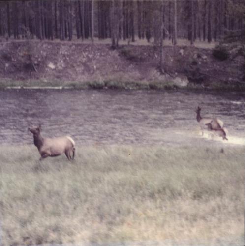 Seahaven Ghost/Acoustic - Numbered Label 12" vinyl single (12 inch record / Maxi-single) US 4IC12GH866181